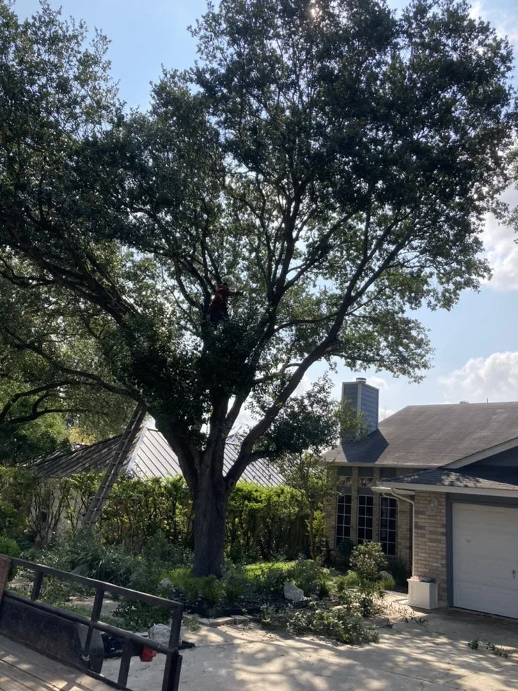 Custom landscape installation for homes in San Antonio, TX by Cristian Luna Tree Service