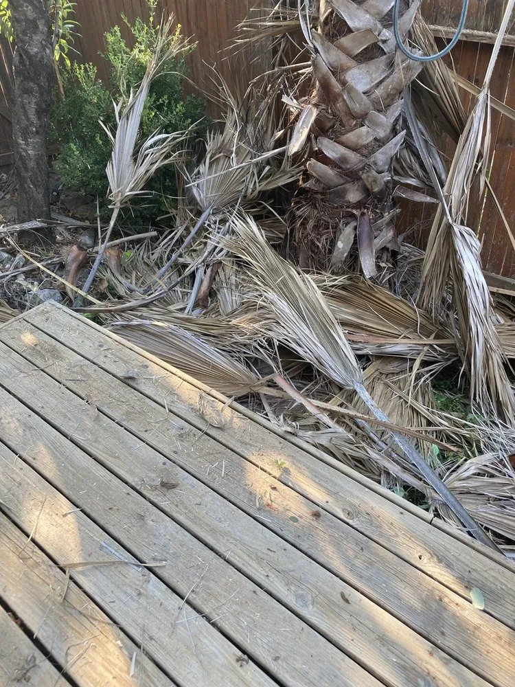 Affordable lawn care service in San Antonio, TX - Cristian Luna Tree Service