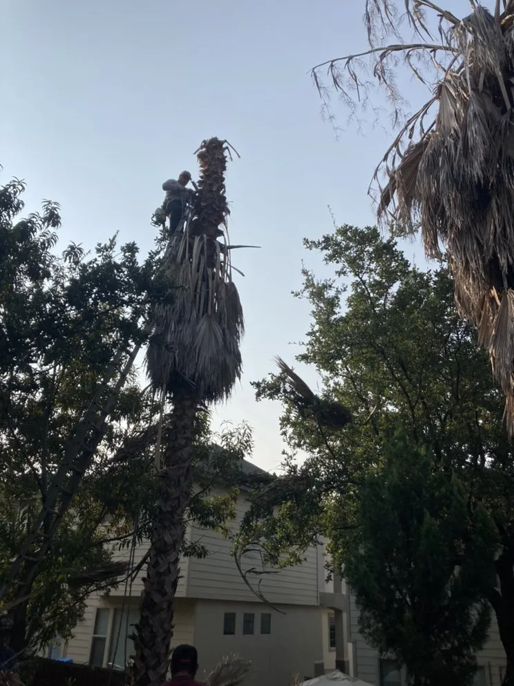 Trusted residential landscaping for outdoor upgrades across San Antonio, TX - Cristian Luna Tree Service