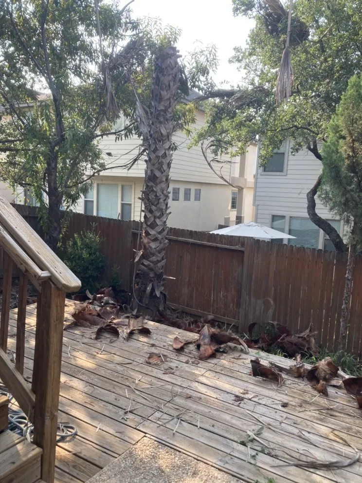 Reliable yard cleanup service experts serving San Antonio, TX - Cristian Luna Tree Service