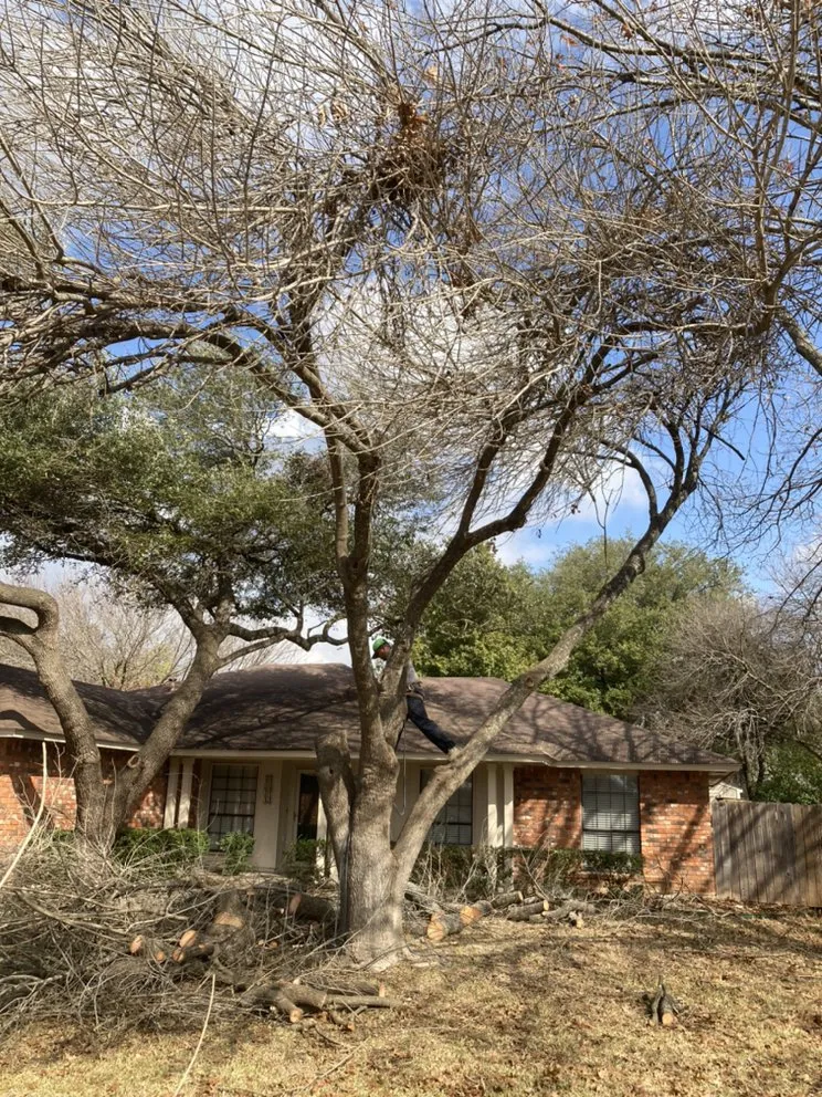 Trusted garden landscaping in San Antonio, TX by Cristian Luna Tree Service