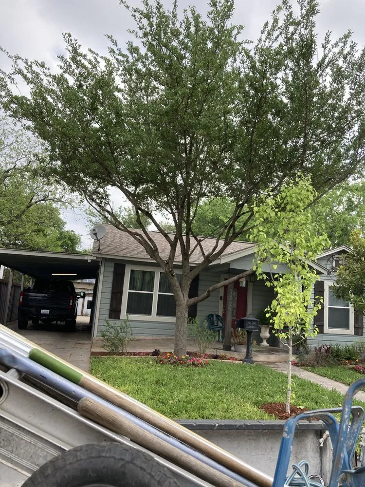 Local landscaping services in San Antonio, TX - Cristian Luna Tree Service