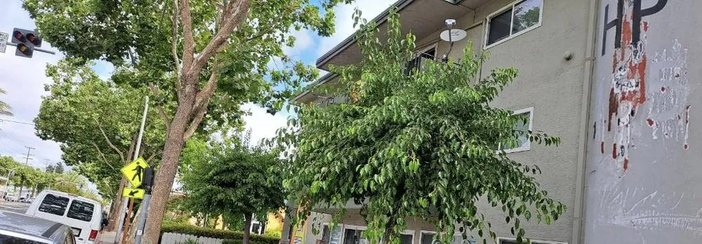 Top-rated lawn care service near you in Oakland, CA by Cristo Landscaping