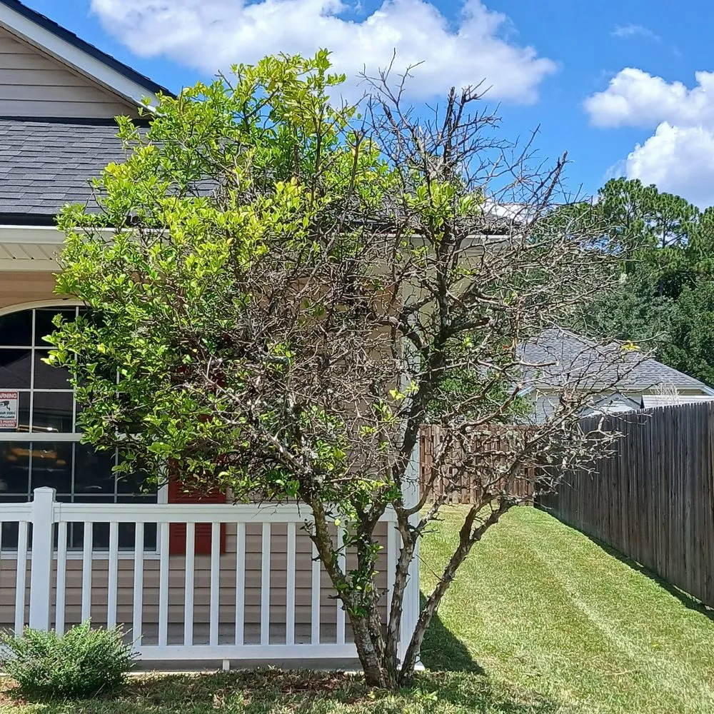 Top-rated lawn care service for outdoor upgrades across Orange Park, FL - Cristo Vive Lawn Service