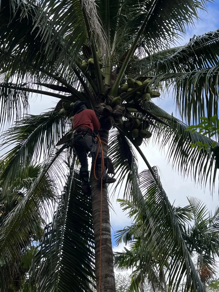 Professional garden landscaping in Fort Lauderdale, FL - Cristobal lawn service