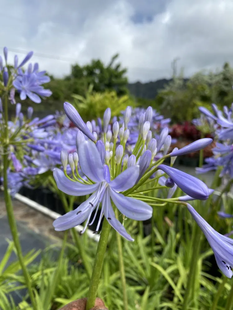 Professional landscaping services experts serving Honolulu, HI - Cristobal Yard Service