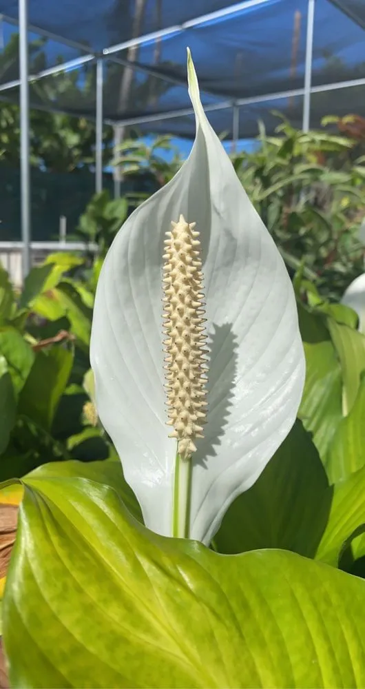 Top-rated yard cleanup service in Honolulu, HI - Cristobal Yard Service