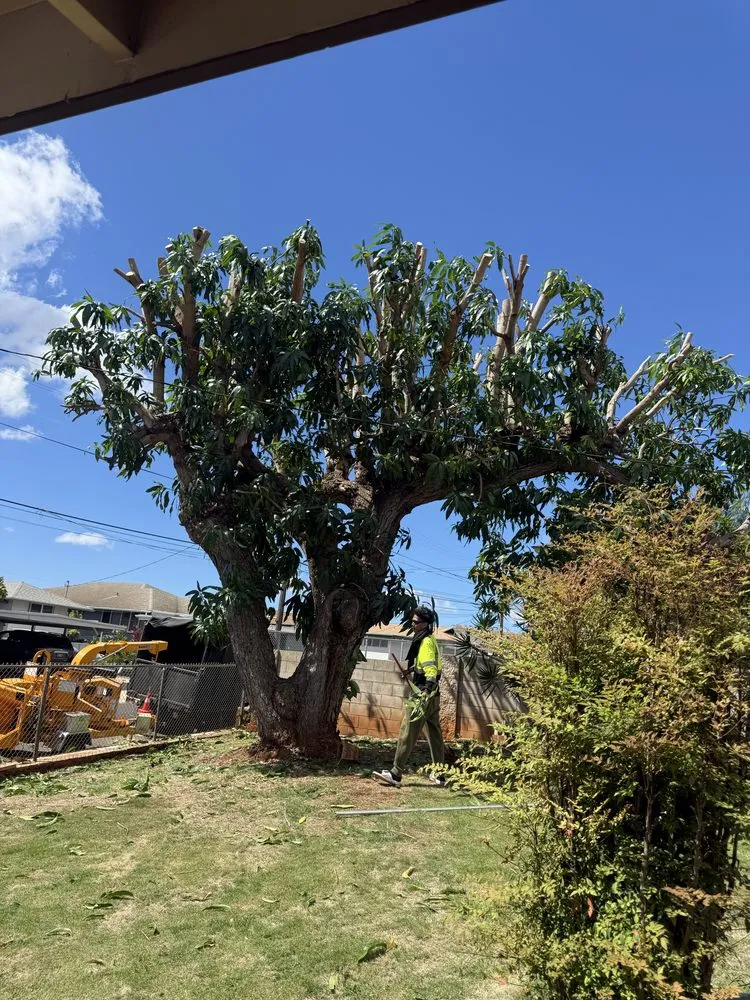 Custom garden landscaping experts serving Honolulu, HI - Cristobal Yard Service