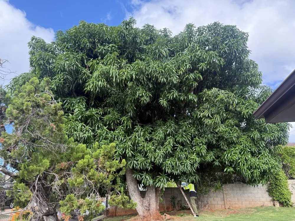 Custom garden landscaping in Honolulu, HI - Cristobal Yard Service