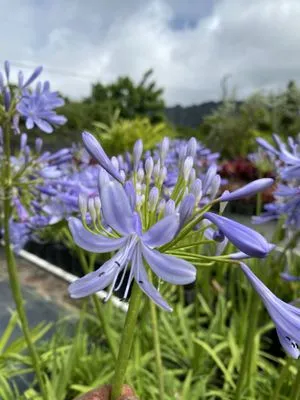 Cristobal Yard Service Logo