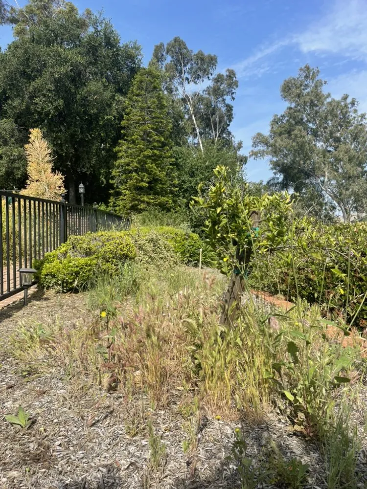 Affordable yard maintenance for residential properties in Ontario, CA by Cristobal’s Tree & Gardening Service