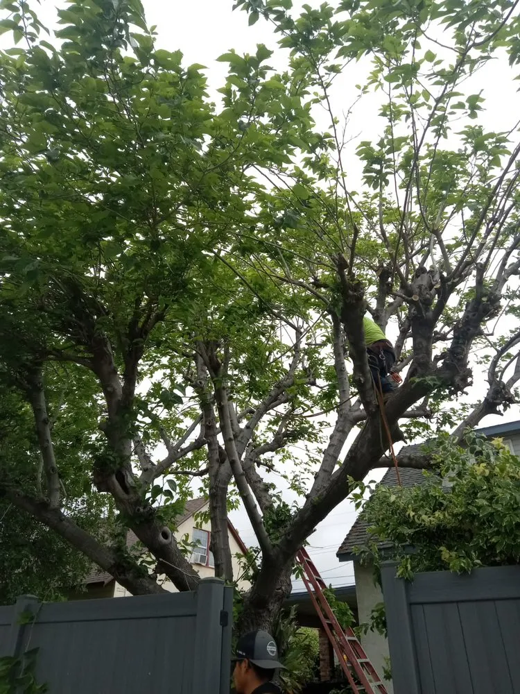 Affordable landscaping services near you in Ontario, CA by Cristobal’s Tree & Gardening Service