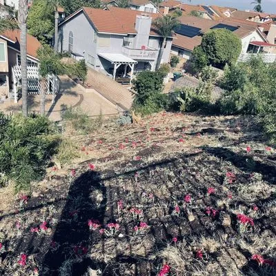 Cristobal’s Tree & Gardening Service