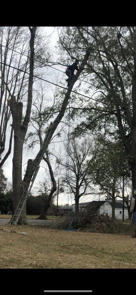 Affordable yard cleanup service experts serving Bladenboro, NC - Critical Tree and Property Solutions