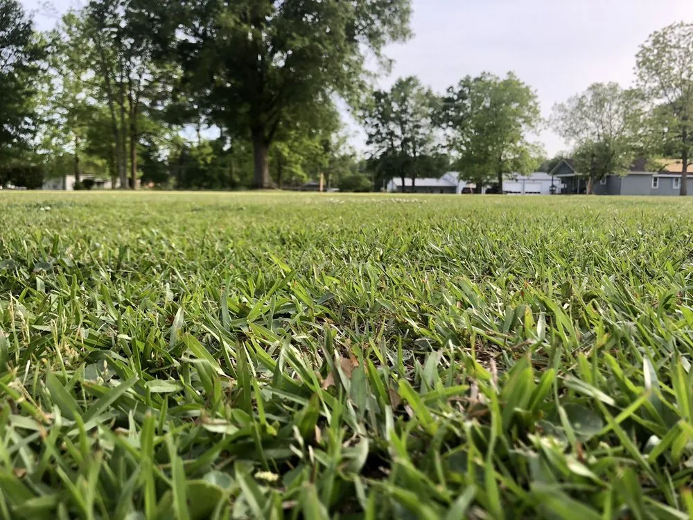 Trusted yard cleanup service in Bladenboro, NC - Critical Tree and Property Solutions