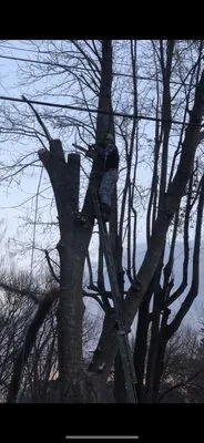 Critical Tree and Property Solutions