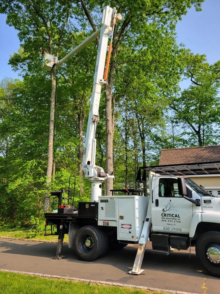 Top-rated yard maintenance experts serving Chester, CT - Critical Tree Solutions