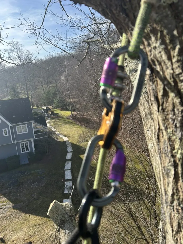 Expert landscaping services in Chester, CT - Critical Tree Solutions