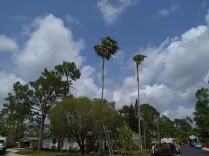 Trusted yard cleanup service for beautiful yards across Punta Gorda, FL - Critters Tree Service
