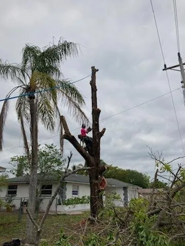 Local yard cleanup service for year-round maintenance in Punta Gorda, FL by Critters Tree Service