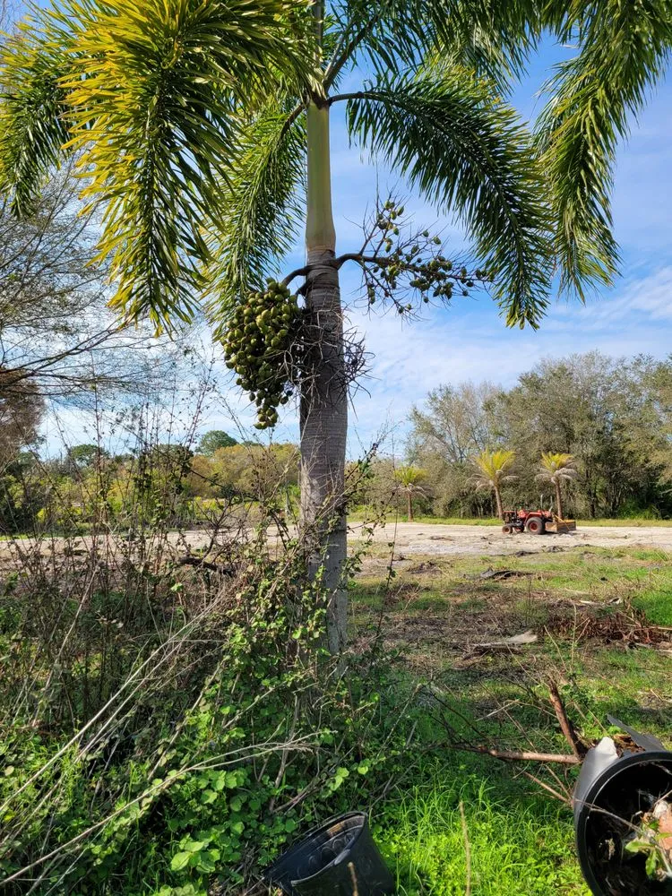 Affordable outdoor landscaping with custom design across Punta Gorda, FL - Critters Tree Service