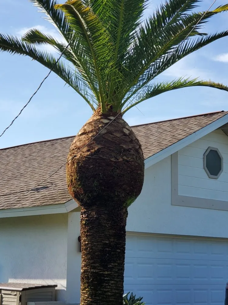 Custom lawn mowing service in Punta Gorda, FL by Critters Tree Service