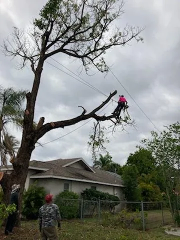 Top-rated yard cleanup service in Punta Gorda, FL by Critters Tree Service