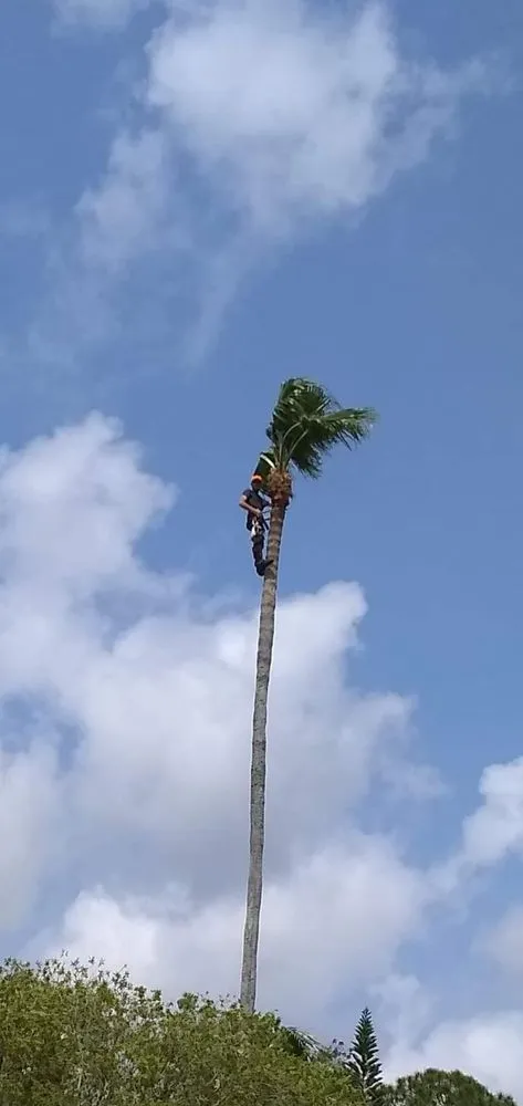 Top-rated landscape design experts serving Punta Gorda, FL - Critters Tree Service