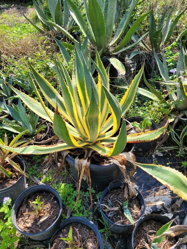 Affordable outdoor landscaping for year-round maintenance in Punta Gorda, FL by Critters Tree Service