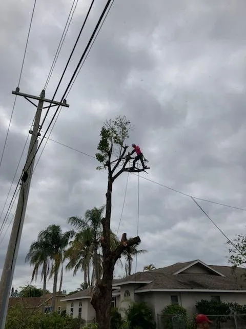 Affordable outdoor landscaping experts serving Punta Gorda, FL - Critters Tree Service