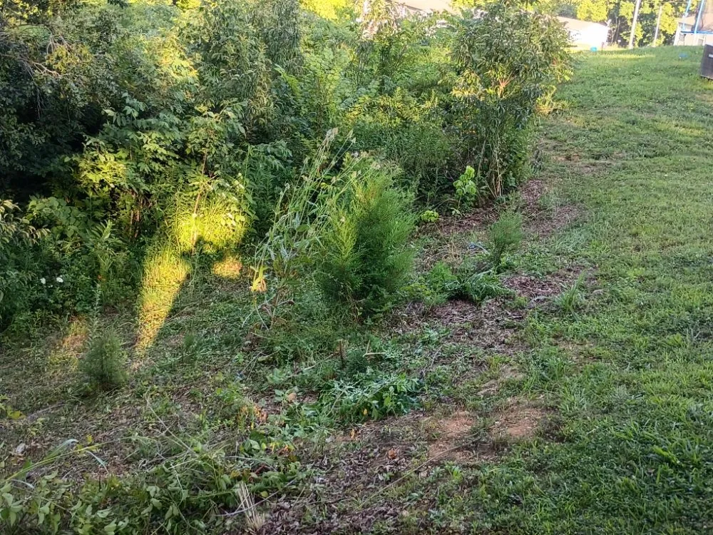 Reliable lawn care service near you in Tazewell, TN by Crockett Lawn Care