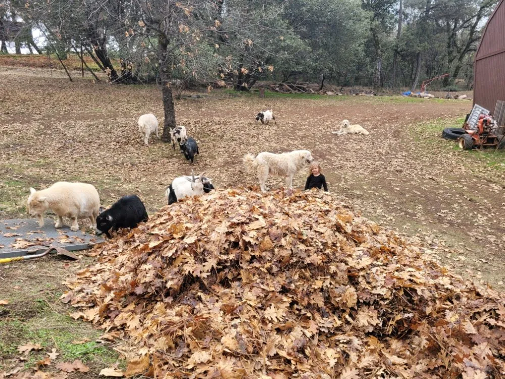Custom yard maintenance in Colfax, CA by Crooked Creek Acres