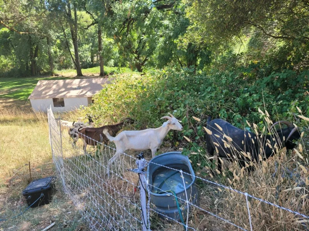Reliable landscape design in Colfax, CA - Crooked Creek Acres