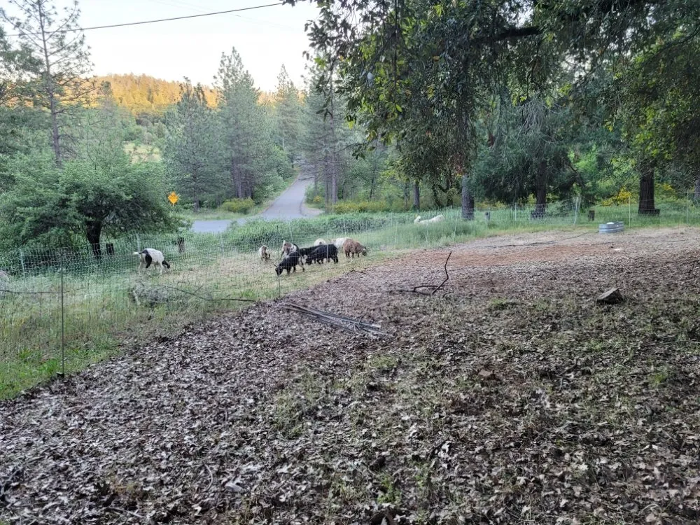 Reliable outdoor landscaping for year-round maintenance across Colfax, CA - Crooked Creek Acres