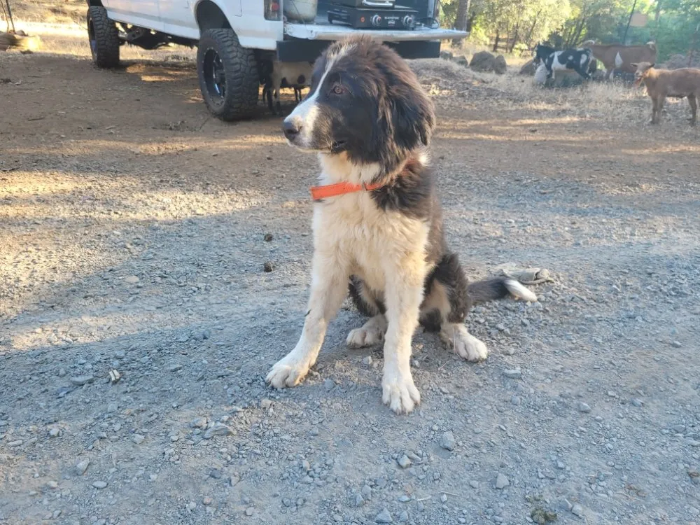 Custom outdoor landscaping in Colfax, CA by Crooked Creek Acres
