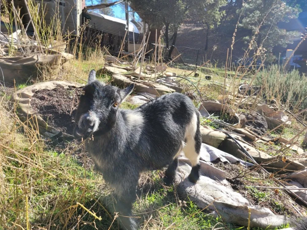 Local yard cleanup service for year-round maintenance in Colfax, CA by Crooked Creek Acres