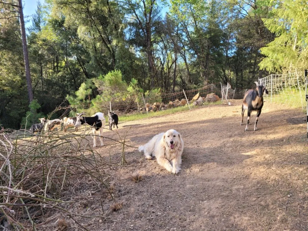 Expert landscaping services for beautiful yards across Colfax, CA - Crooked Creek Acres