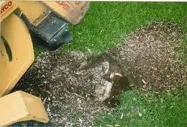 Professional residential landscaping in Yoakum, TX by Crop Tops Trimming Tree Service