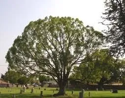 Reliable outdoor landscaping with custom design across Yoakum, TX - Crop Tops Trimming Tree Service