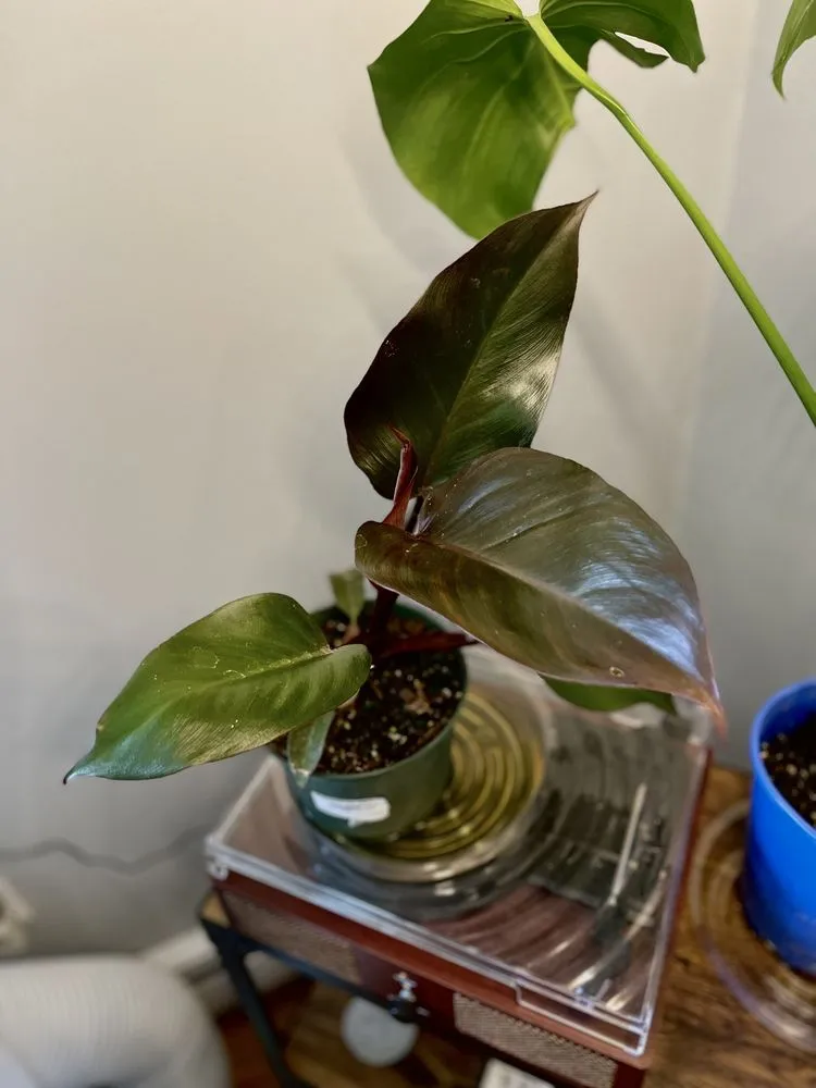 Local yard cleanup service in Bolton, CT - Cropley's Garden Center