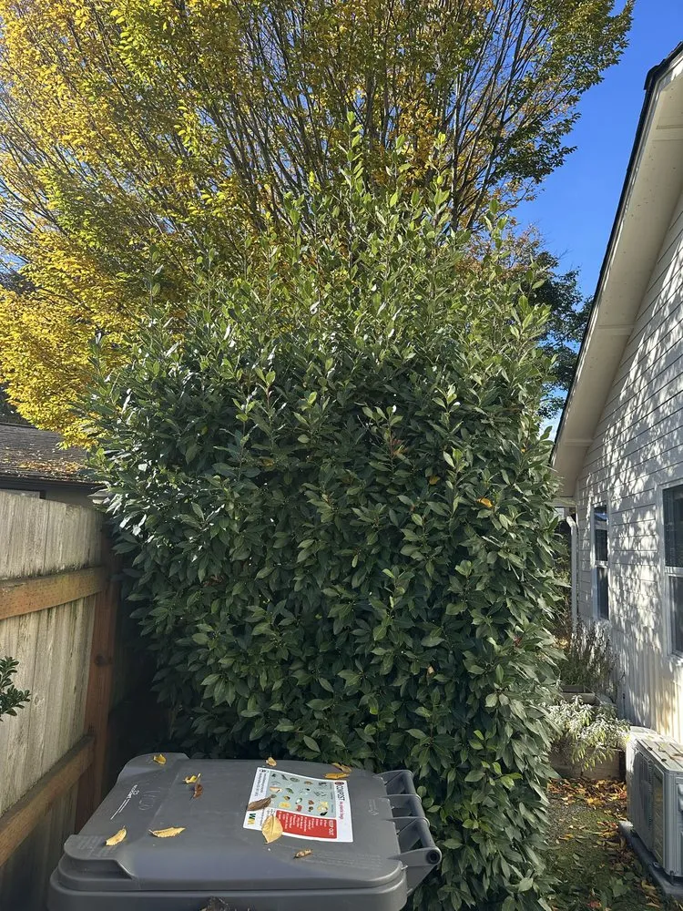 Reliable yard maintenance in Woodinville, WA by Crosby & Co