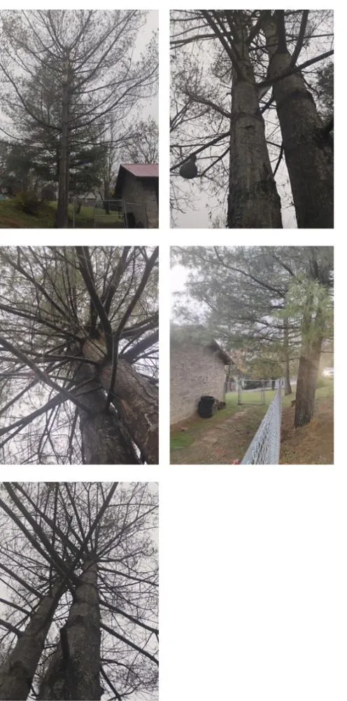 Reliable landscaping services in Bristol, TN by Cross and Sons