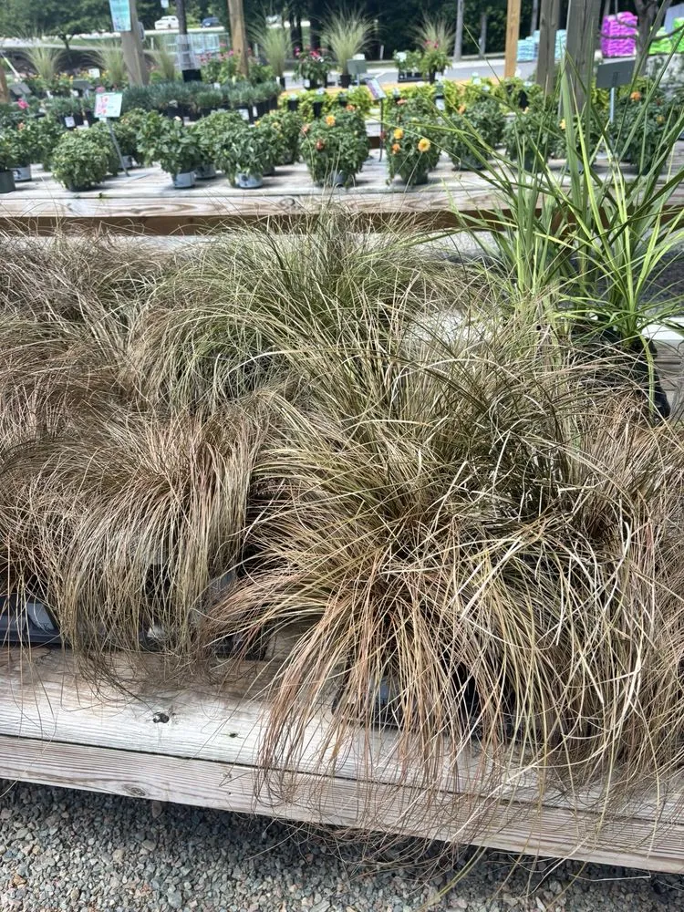 Affordable lawn mowing service for homes across Richmond, VA - Cross Creek