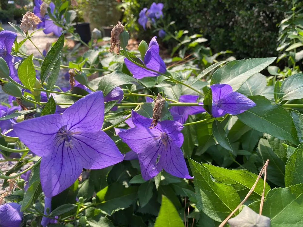 Affordable landscaping services in Richmond, VA by Cross Creek