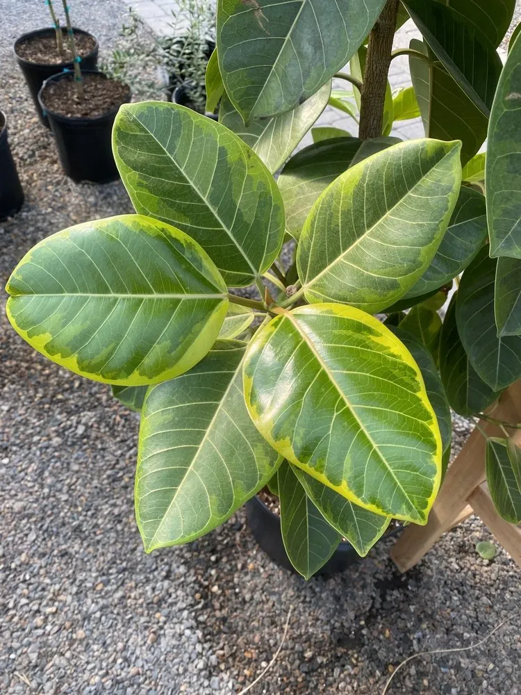 Professional landscape installation in Richmond, VA by Cross Creek