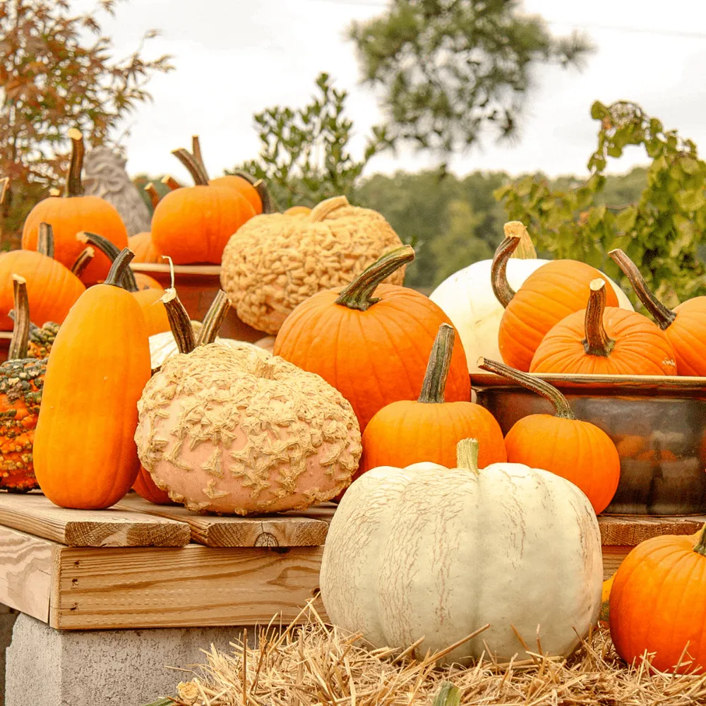 Custom landscape design in Rockville, VA by Cross Creek