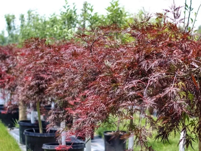 Reliable residential landscaping in Rockville, VA - Cross Creek