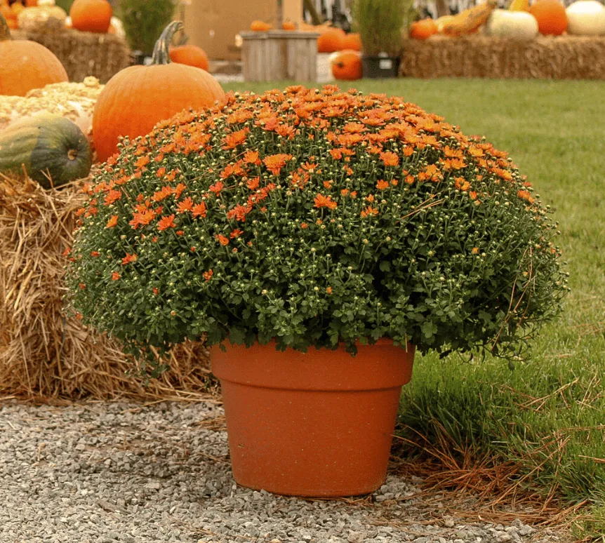 Custom lawn care service near you across Rockville, VA - Cross Creek