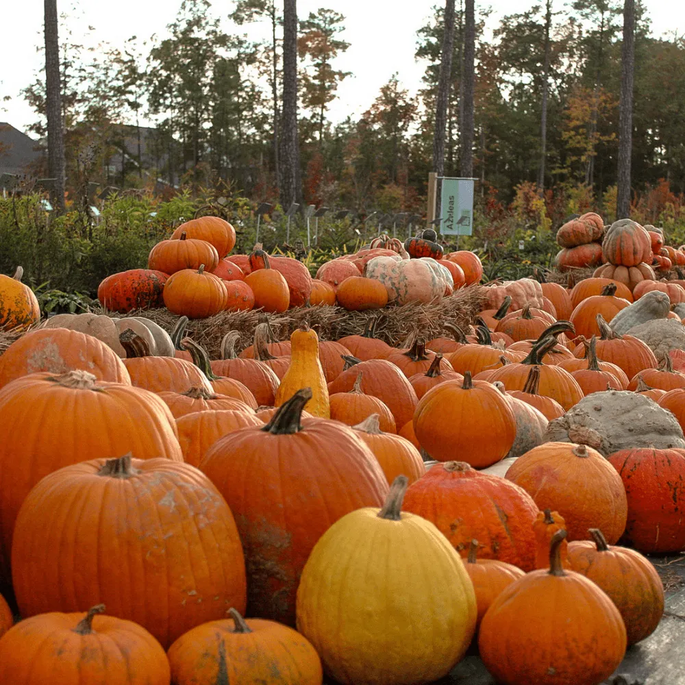 Top-rated yard cleanup service with custom design in Rockville, VA by Cross Creek