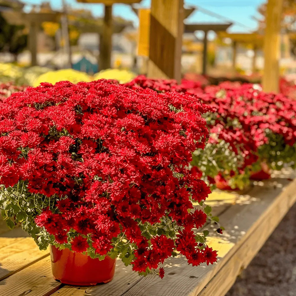 Custom lawn mowing service in Rockville, VA - Cross Creek